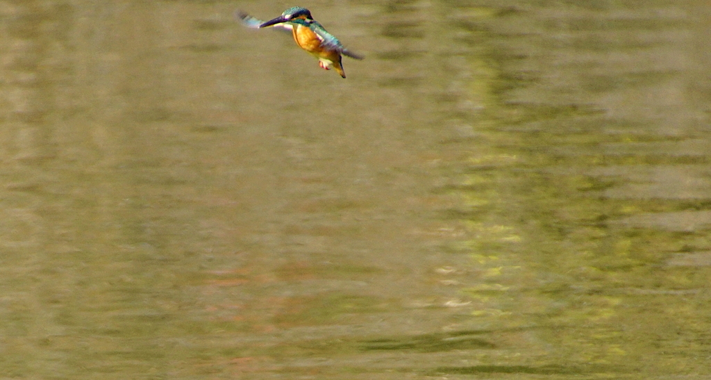 T字　空中停止飛行
