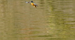 T字　空中停止飛行