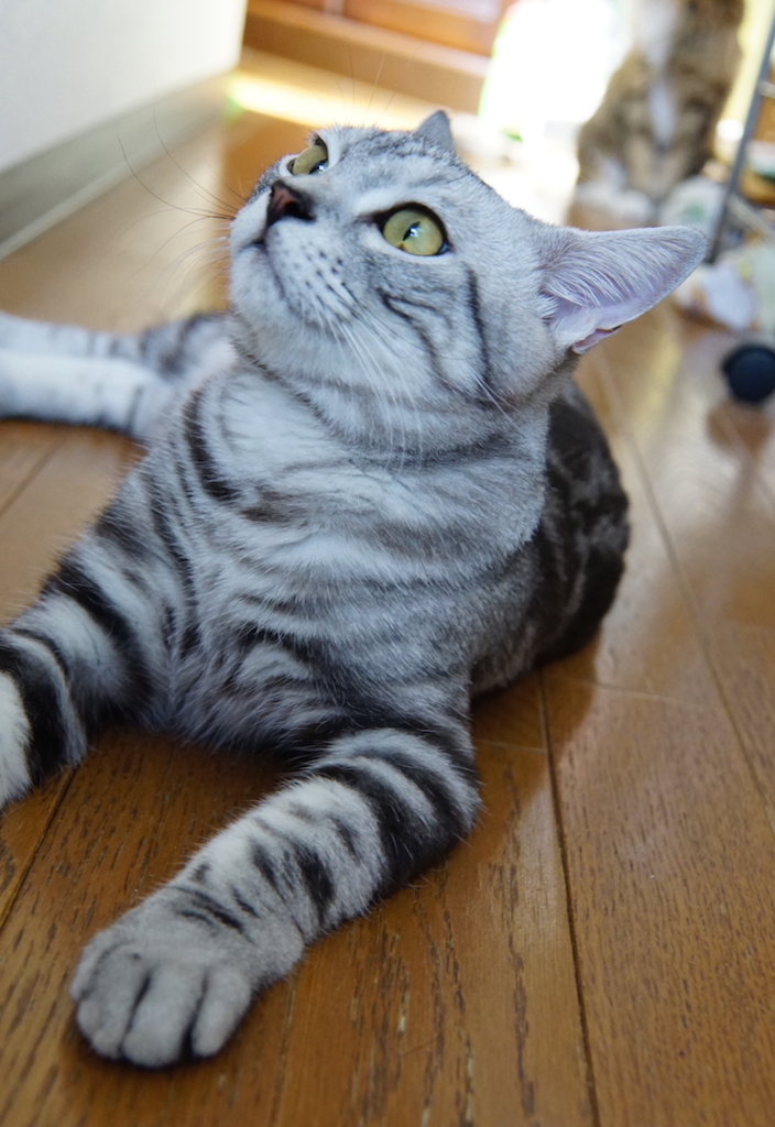 アメショ
