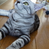 アメショ