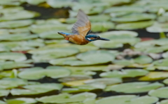 獲物めがけ飛行