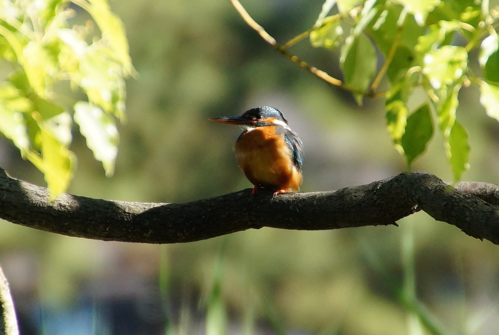 カワセミちゃん