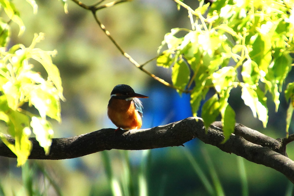 カワセミちゃん