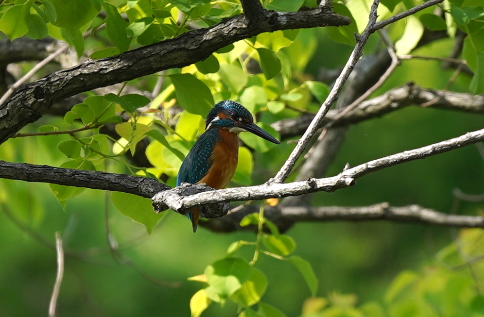 枝にカワセミくん　　大阪／吹田千里