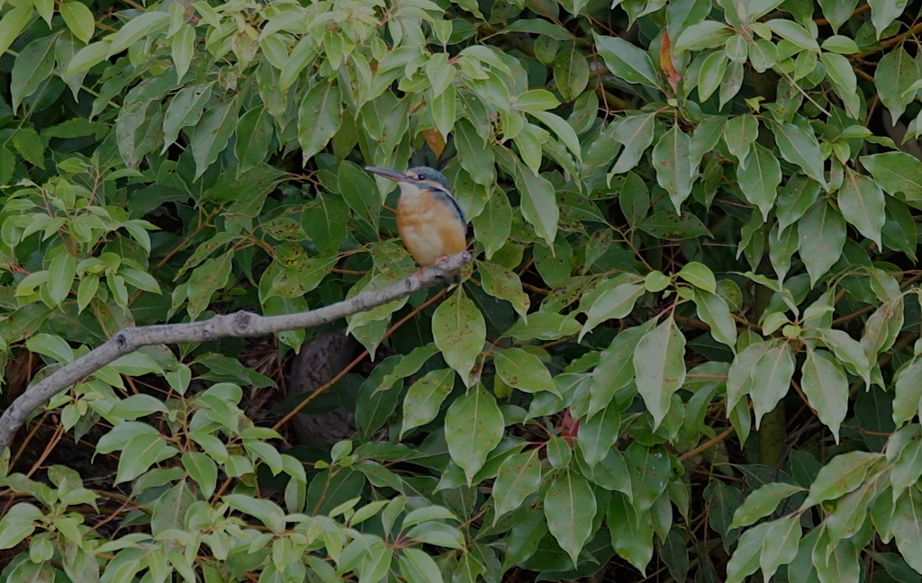 カワセミちゃん（♀）大阪／城北