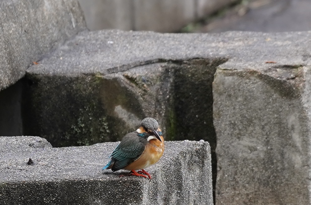 カワセミちゃん　　大阪◇天王寺