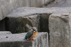 カワセミちゃん　　大阪◇天王寺