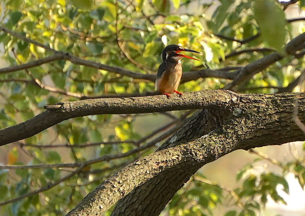 カワセミくん（大阪／南千里）