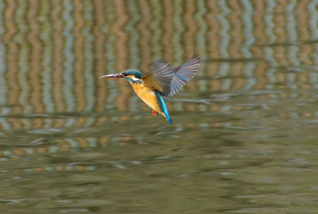 ホバリングなカワセミくん