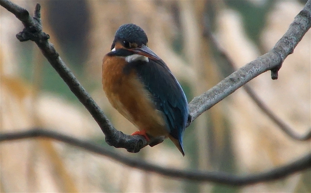 カワセミちゃん(♀)