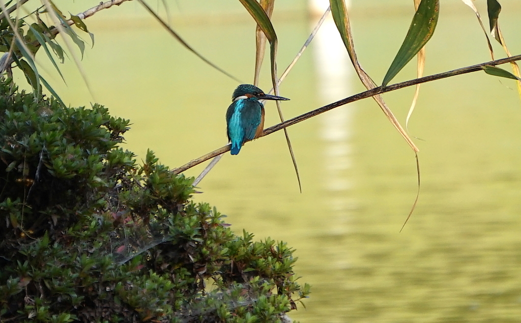カワセミくん（♂）大阪／千里