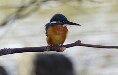 カワセミくん♂