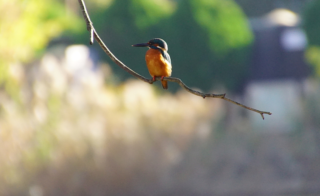 カワセミくん（大阪／南千里）