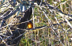 カワセミくん（岐阜／木曽川）