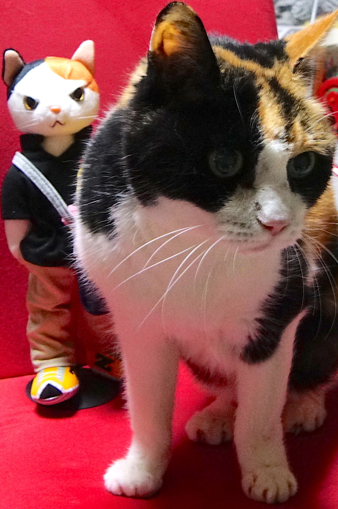 三毛猫さん仲間