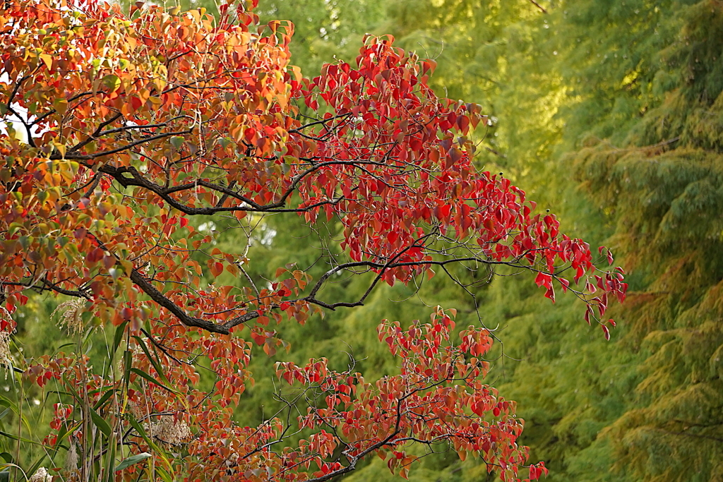 紅葉