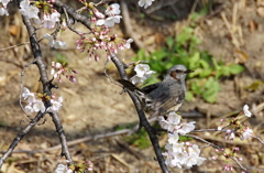 サクラとヒヨドリ