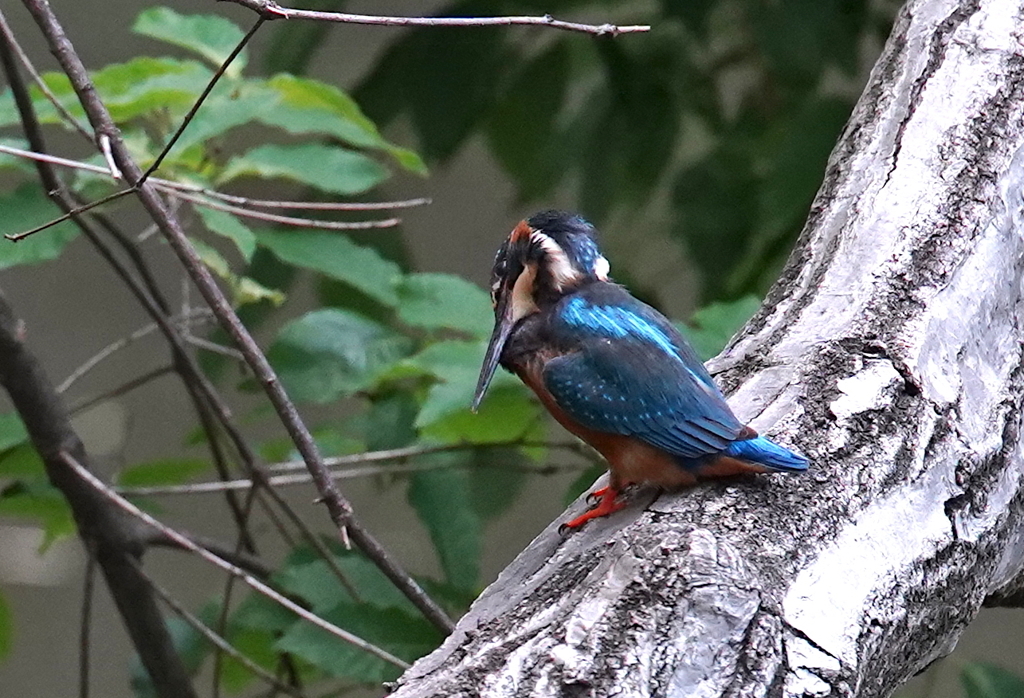 カワセミくん♂ 大阪／千里