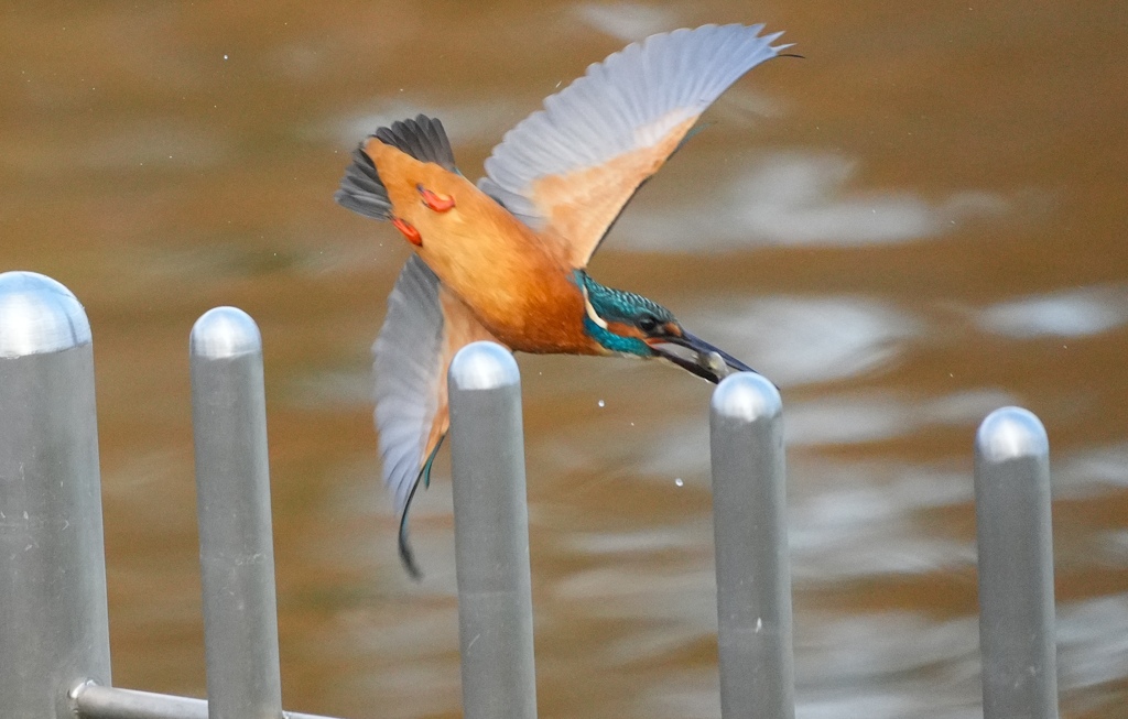 お魚ゲットなカワセミくん　　　大阪／旭