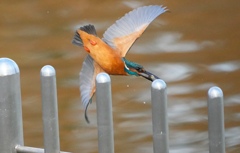 お魚ゲットなカワセミくん　　　大阪／旭