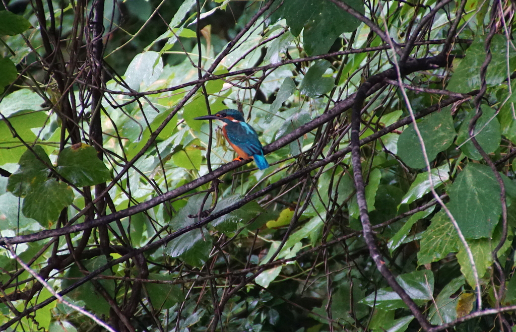◎カワセミくん（大阪／千里中央）
