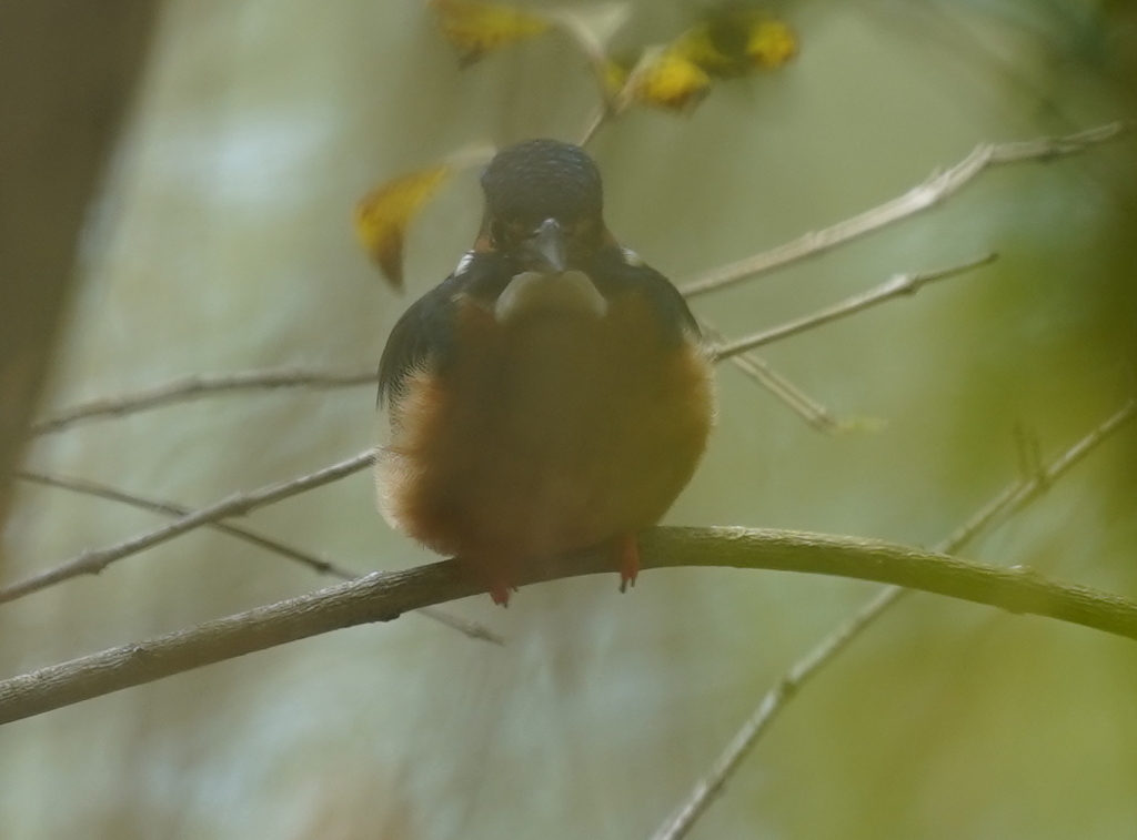 カメラ目線なカワセミくん