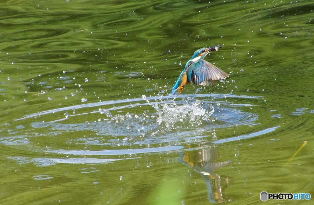 お魚ゲットなカワセミくん