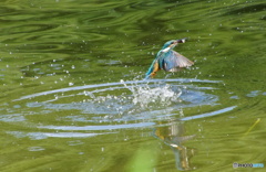 お魚ゲットなカワセミくん