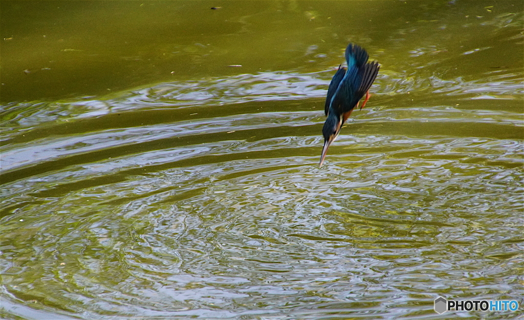 突入寸前なカワセミくん