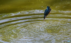 突入寸前なカワセミくん