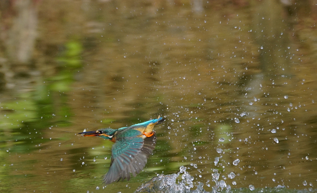 飛行なカワセミちゃん