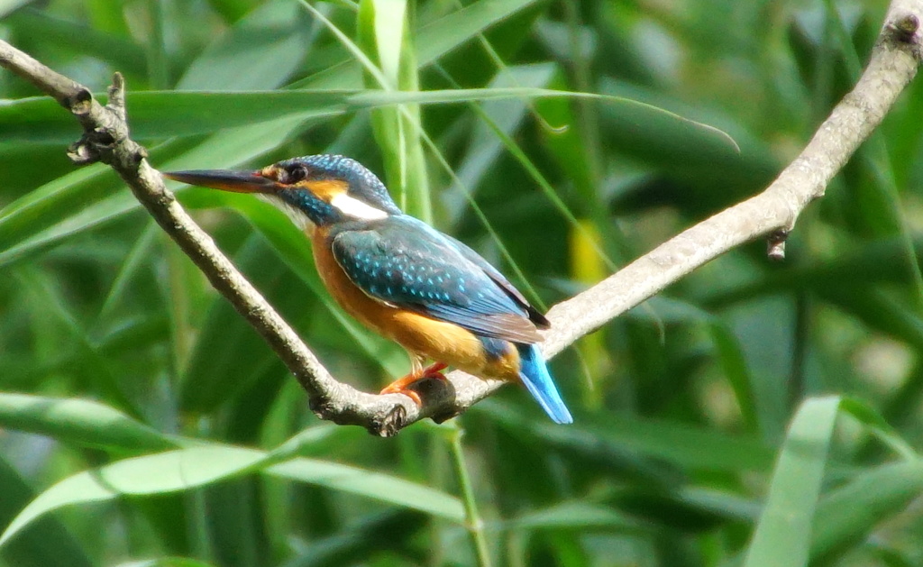 カワセミちゃん（大阪／千里）