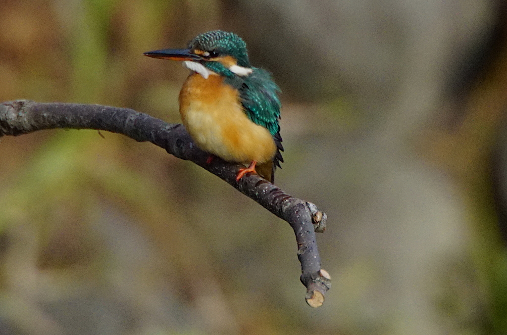 枝にカワセミちゃん（♀）大阪／旭