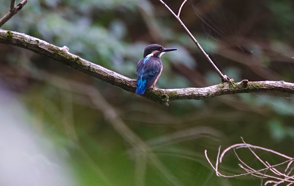 カワセミくん（大阪／千里）