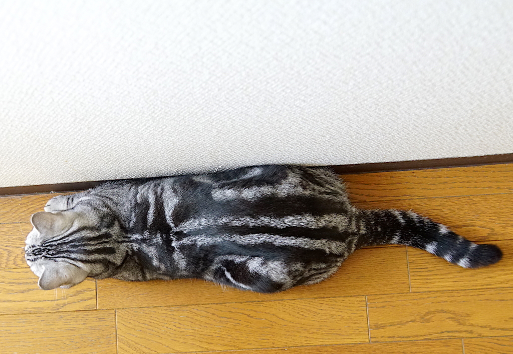 アメショくん