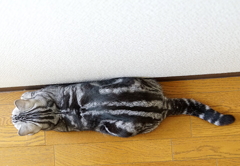 アメショくん
