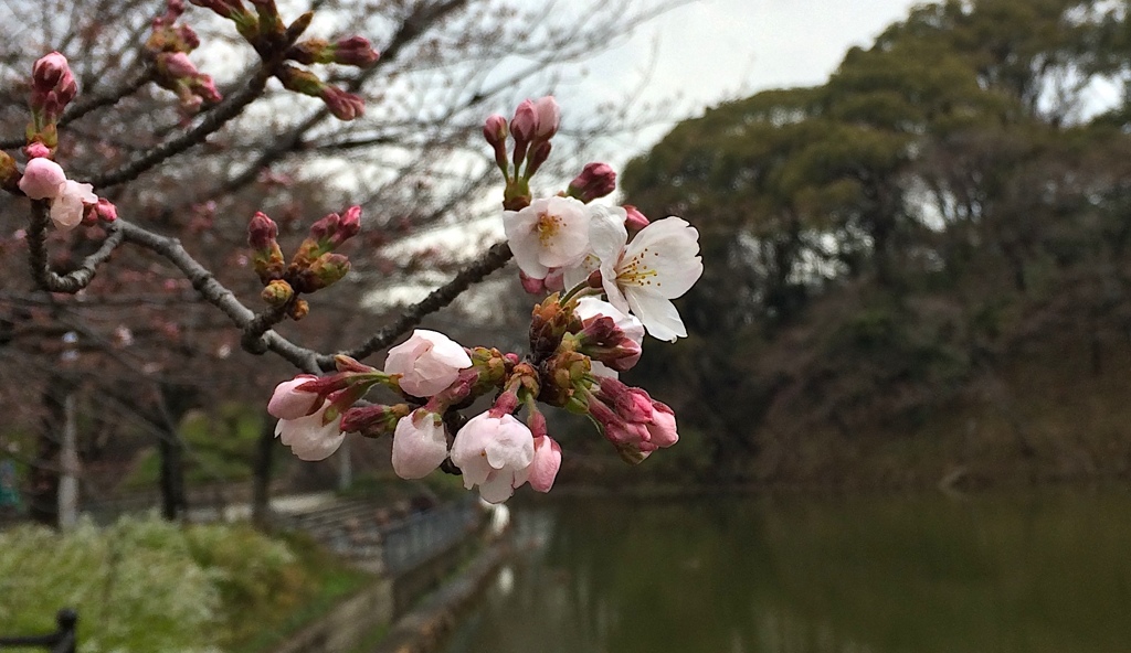桜　大阪／茶臼山