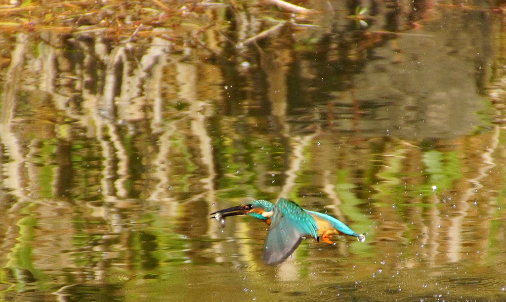 お魚ゲットなう　カワセミくん（♂）