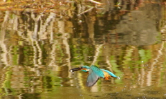 お魚ゲットなう　カワセミくん（♂）