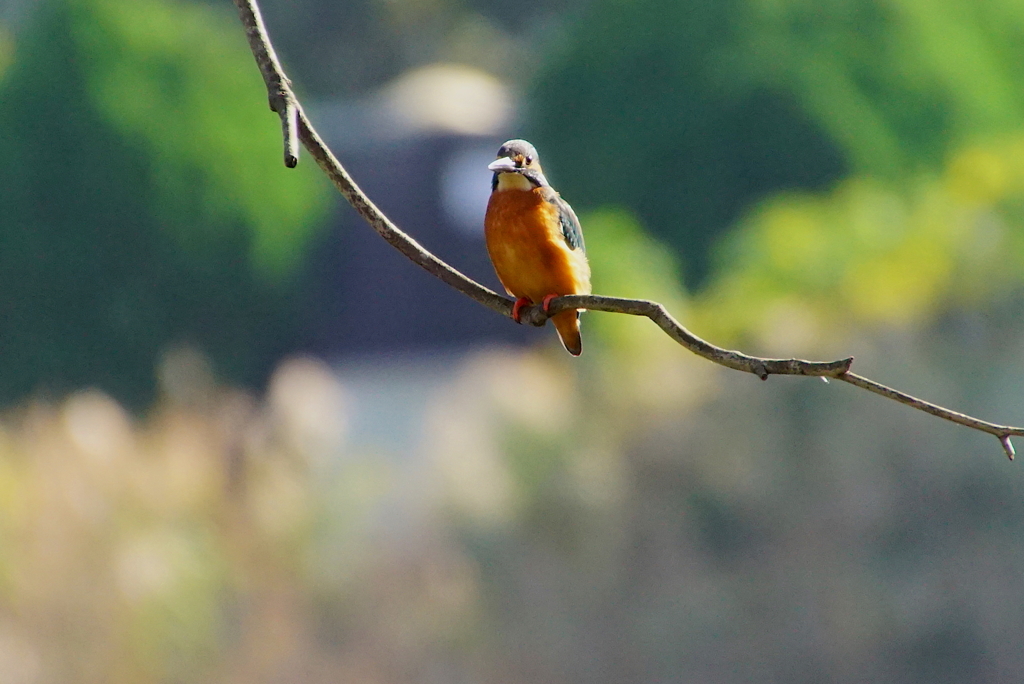 枝にカワセミくん