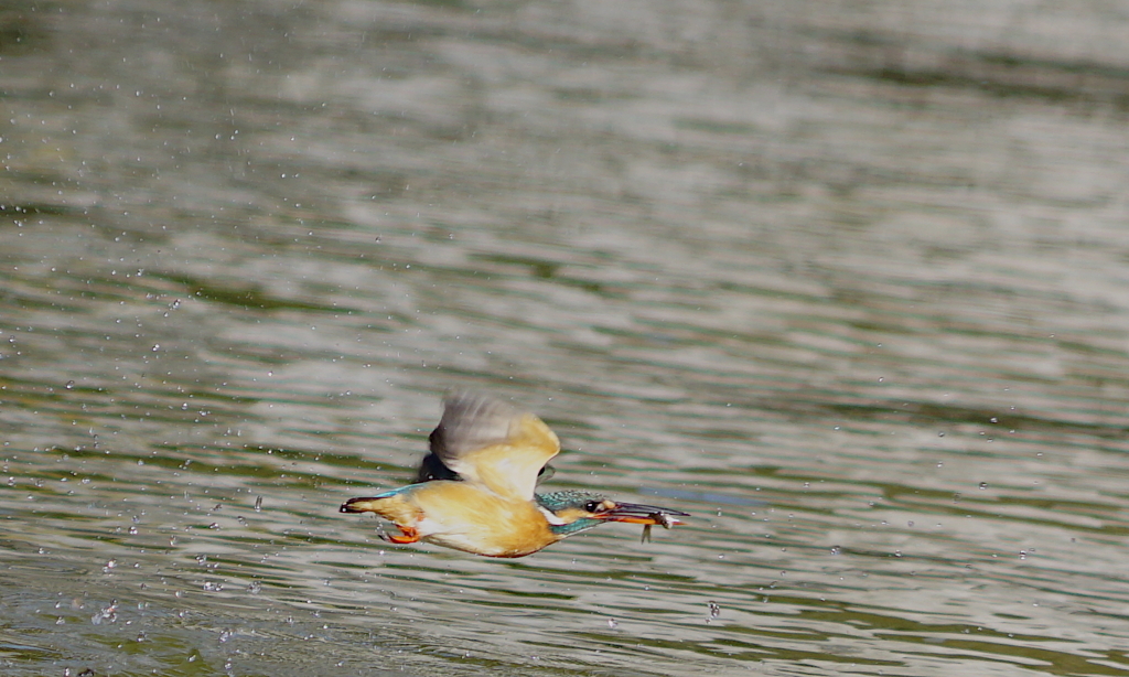 お魚ゲットなカワセミちゃん