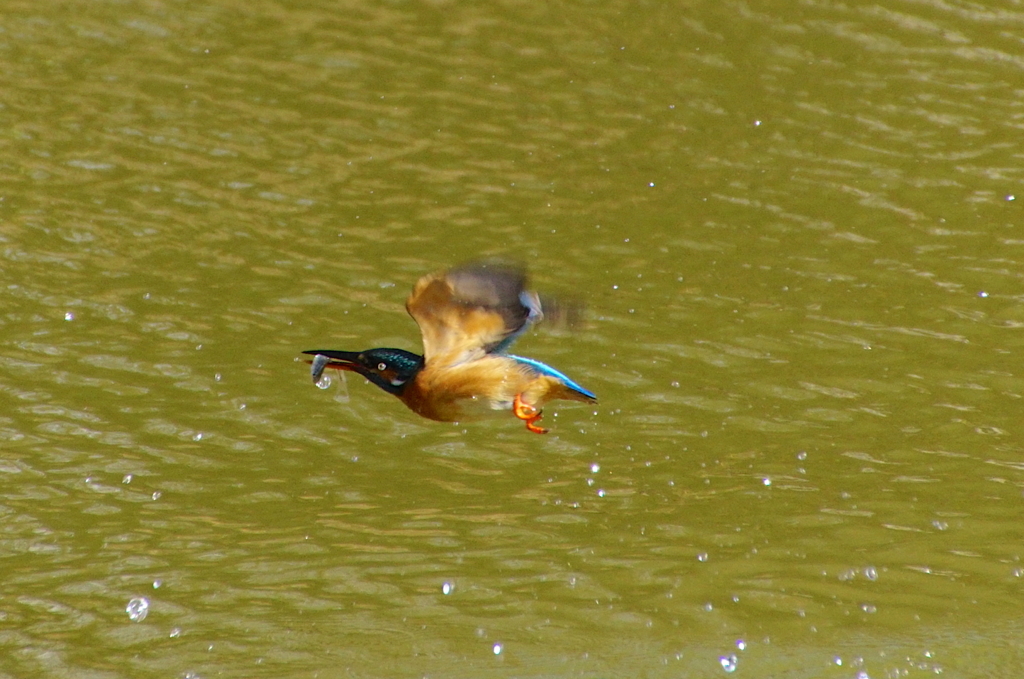 おさかなゲット