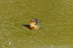 おさかなゲット