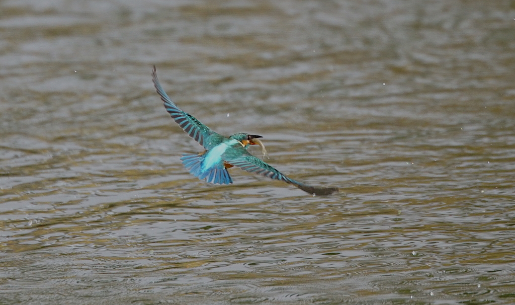 羽ばたきなカワセミちゃん（♀）大阪／城北
