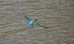 羽ばたきなカワセミちゃん（♀）大阪／城北