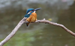 カワセミくん♂（大阪／堺市）