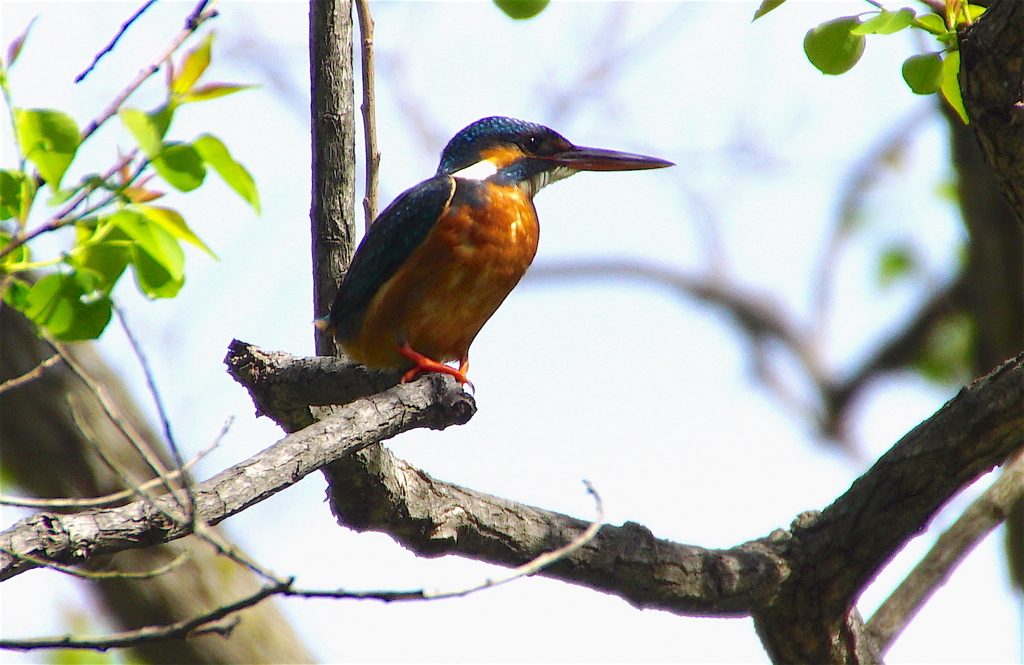 カワセミちゃん