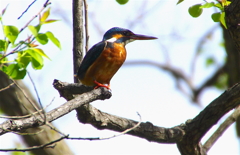 カワセミちゃん