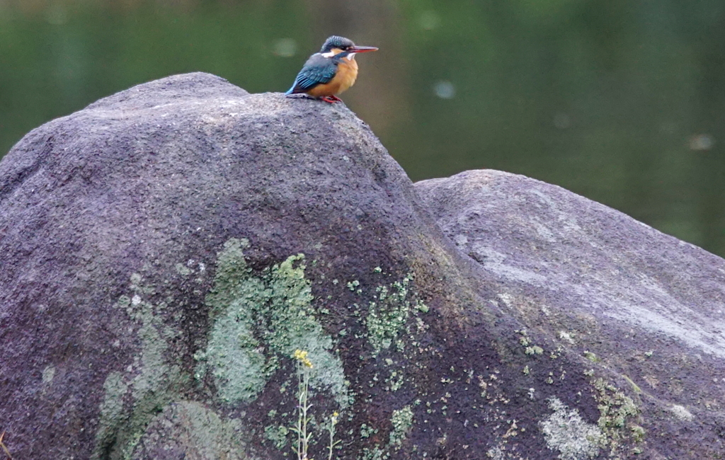 岩の上にカワセミちゃん（♀）大阪／天王寺
