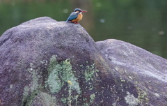 岩の上にカワセミちゃん（♀）大阪／天王寺
